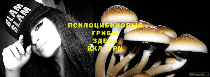 где найти   Бобров  Галлюциногенные грибы Psilocybe 